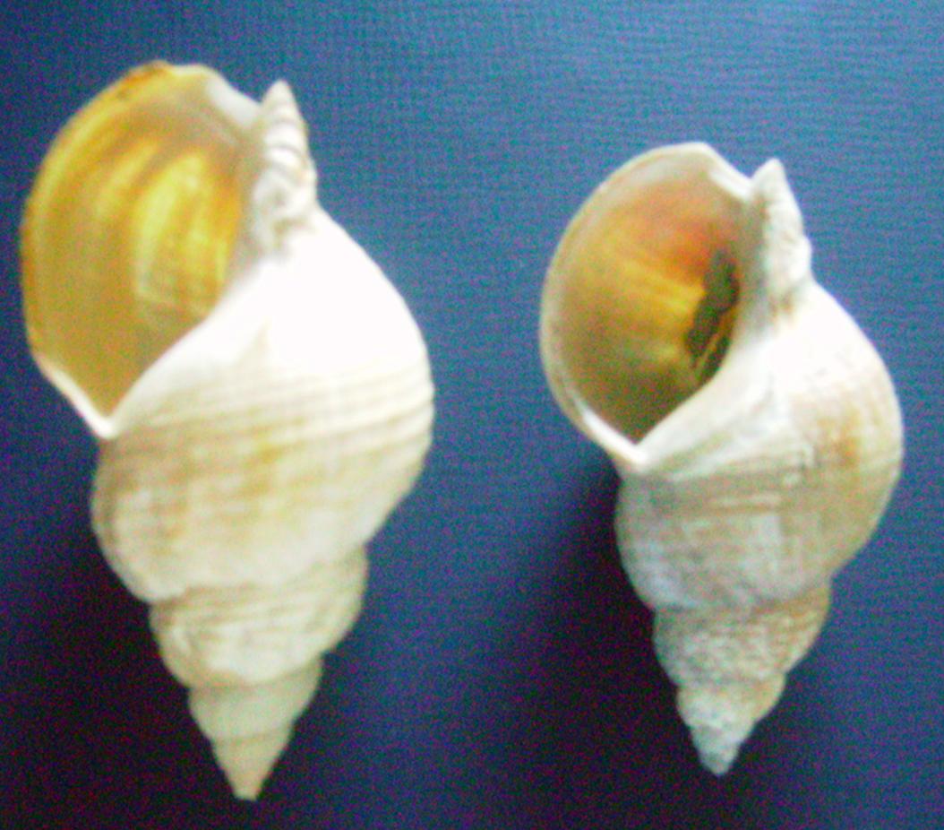 Buccinum undatum